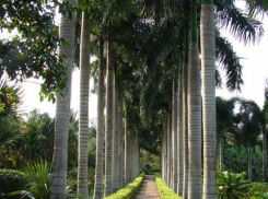 兴隆热带植物园 | 海南热带植物园